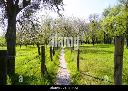 Eine Straße, die zwischen zwei Obstgärten verläuft. Landschaft an einem sonnigen Frühlingstag im siebenbürgischen Dorf Viscri (Rumänien). Stockfoto