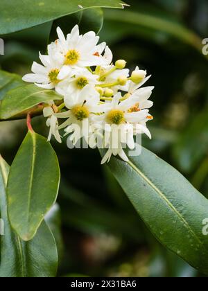 Weiße Frühlingsblumen in Gruppen des halbharten immergrünen Baumes Drimys winteri, Winterrinde Stockfoto