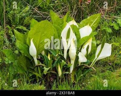 Weiße Frühlingsspathen und grüne Spadices der großen Laubpflanze, Lysichiton camtschatcensis, asiatischer Stinkkohl Stockfoto