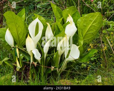 Weiße Frühlingsspathen und grüne Spadices der großen Laubpflanze, Lysichiton camtschatcensis, asiatischer Stinkkohl Stockfoto