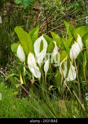 Weiße Frühlingsspathen und grüne Spadices der großen Laubpflanze, Lysichiton camtschatcensis, asiatischer Stinkkohl Stockfoto