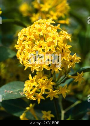 Gelbe Blüten in terminalen Clustern des langblühenden Zartstrauchs, Cestrum aurantiacum, goldenes Jasamin Stockfoto