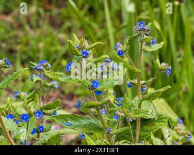 Blaue Blüten des harten, mehrjährigen grünen Alkanets Pentaglossis sempervirens, einer eingebürgerten britischen Wildblume Stockfoto