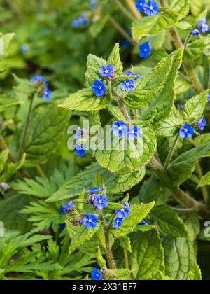 Blaue Blüten des harten, mehrjährigen grünen Alkanets Pentaglossis sempervirens, einer eingebürgerten britischen Wildblume Stockfoto