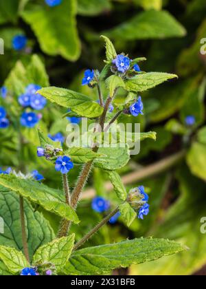 Blaue Blüten des harten, mehrjährigen grünen Alkanets Pentaglossis sempervirens, einer eingebürgerten britischen Wildblume Stockfoto