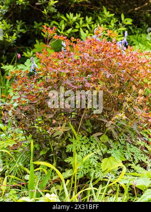 Rotes Frühlingslaub des harten, klumpenbildenden, ausdauernden Süßwassers, Euphorbia dulcis .Chamäleon' Stockfoto