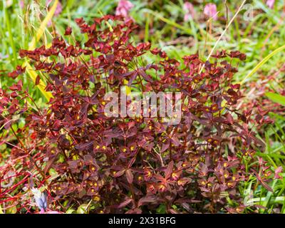 Rotes Frühlingslaub des harten, klumpenbildenden, ausdauernden Süßwassers, Euphorbia dulcis .Chamäleon' Stockfoto