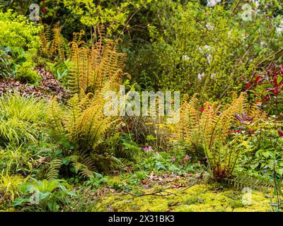 Goldene junge, entrollende Fronden der ausgewählten Form des harten Alpenholzfarns, Dryopteris wallichiana „Jurassic Gold“ Stockfoto