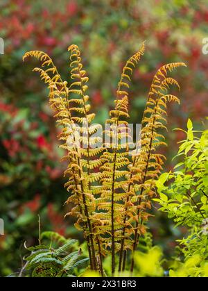 Goldene junge, entrollende Fronden der ausgewählten Form des harten Alpenholzfarns, Dryopteris wallichiana „Jurassic Gold“ Stockfoto