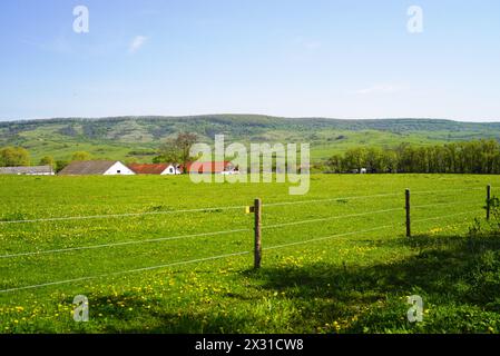 Frühlingslandschaft aus dem rumänischen Dorf Viscri - grünes Feld mit grasenden Pferden und Häusern in der Ferne Stockfoto