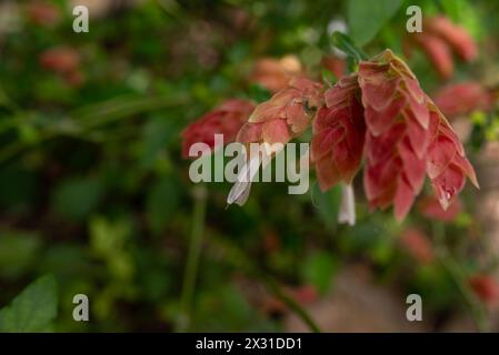 Ungewöhnliche rote Blüten der Garnelenpflanze auf grünem Blatthintergrund. Falscher Hop Stockfoto