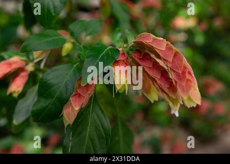 Ungewöhnliche rote Blüten der Garnelenpflanze auf grünem Blatthintergrund. Falscher Hop Stockfoto