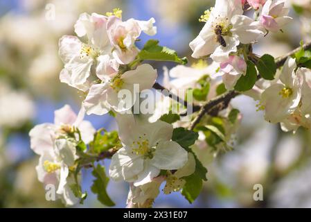 Zweig eines blühenden Apfelbaums mit einer Biene in einer der Blüten Stockfoto