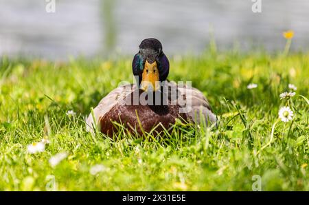 Eine Stockente liegt im Grass und geniesst die wärmende Frühlingssonne. (Diessenhofen, Schweiz, 25.05.2022) Stockfoto