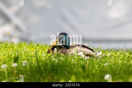 Eine Stockente liegt im Grass und geniesst die wärmende Frühlingssonne. (Diessenhofen, Schweiz, 25.05.2022) Stockfoto