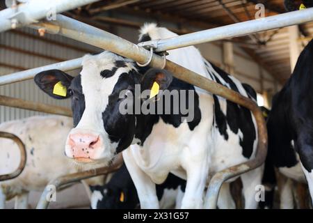 Schwarz-weiße Kuh steht in einem großen Stall und schaut in die Kamera. Stockfoto