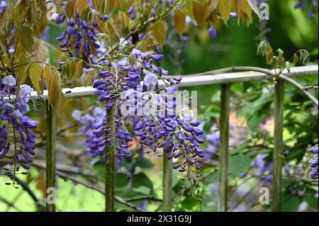 Köln, Deutschland. April 2024. Violette Blüten einer Clematis, einer Clematis Pflanze Credit: Horst Galuschka/dpa/Alamy Live News Stockfoto