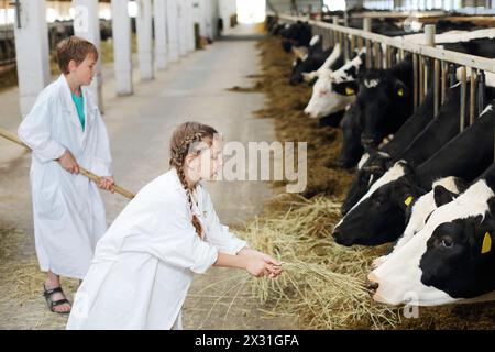 Glücklicher Junge mit Heugabel und Mädchen in weißem Gewand geben Kühen auf der großen Farm Heu. Konzentriere dich auf Mädchen. Stockfoto