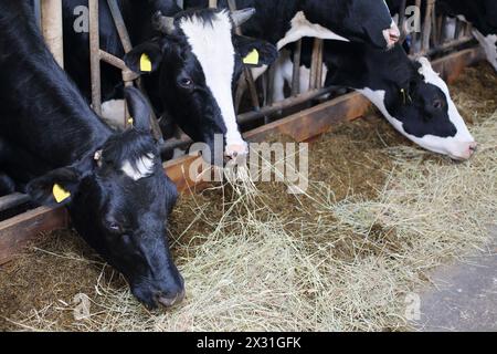 Schwarz-weiße Kuh steht in einem großen Stall und isst Heu auf einem großen Bauernhof. Stockfoto