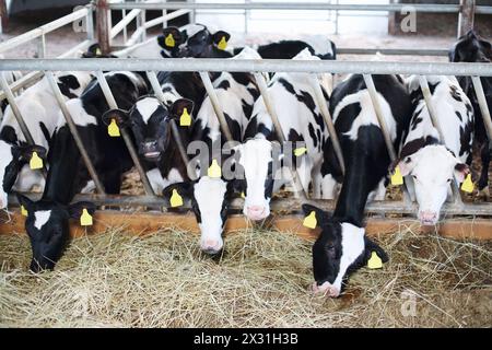 Stall mit vielen süßen kleinen Kälbern, die frisches Heu auf einem großen Bauernhof essen. Stockfoto