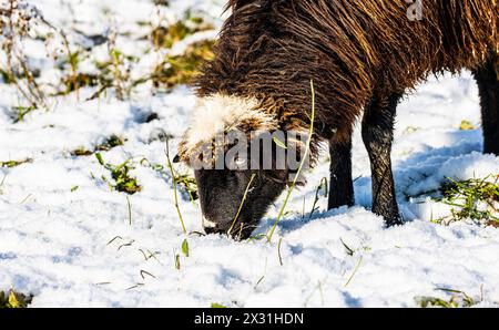 Ein Alpines Steinschaft frisst in verschneiter Umgebung Gras. (Rafz, Schweiz, 11.12.2022) Stockfoto