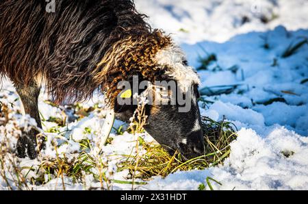 Ein Alpines Steinschaft frisst in verschneiter Umgebung Gras. (Rafz, Schweiz, 11.12.2022) Stockfoto