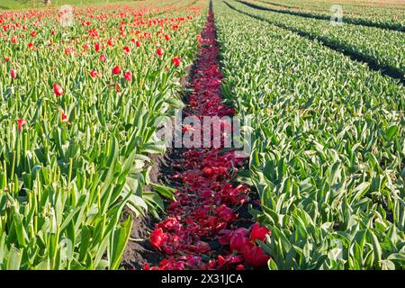 Kultivierung von Tulpenzwiebeln, Blumenköpfe wurden abgeschnitten Stockfoto