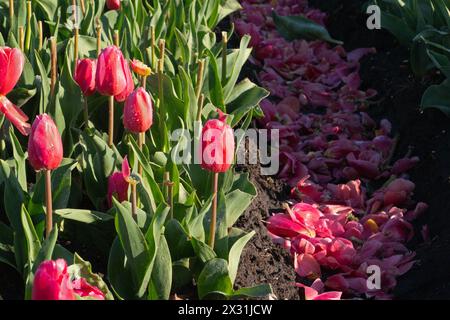 Kultivierung von Tulpenzwiebeln, Blumenköpfe wurden abgeschnitten Stockfoto