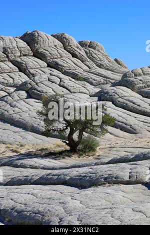 Geografie / Reisen, USA, Arizona, Vermillion Cliffs National Monument, Brain Rocks, White Pocket, ADDITIONAL-RIGHTS-CLEARANCE-INFO-NOT-AVAILABLE Stockfoto