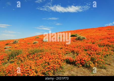 Geografie / Reisen, USA, Kalifornien, Lancaster, California Mohn, ANTELOPE VALLEY, ADDITIONAL-RIGHTS-CLEARANCE-INFO-NOT-AVAILABLE Stockfoto