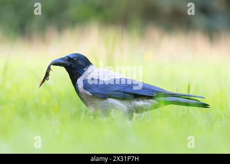 Krähenjagd mit kapuze im Park (Corvus corone cornix) Stockfoto