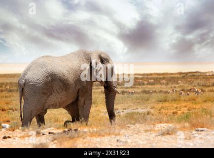 Geisterelefant von Etosha - das liegt an der hellen Farbe des Elefanten und der Umgebung. Stockfoto