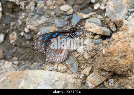 Dunkelblauer Tiger Schmetterling oder Tirumala septentrionis in Khonoma im indischen Nagaland Stockfoto