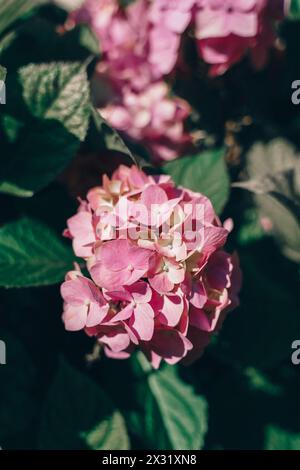 Hintergrund mit rosa Hortensien im dunklen Stil Stockfoto