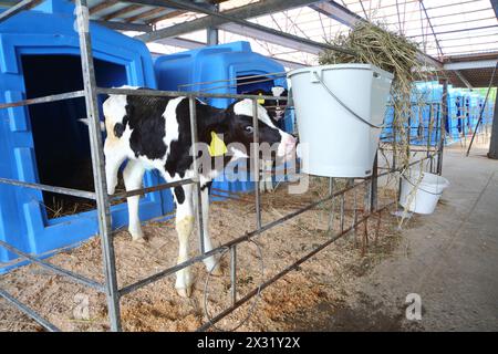 Kalb auf einer Milchfarm, Trinkwasser aus Trinkschüsseln Stockfoto