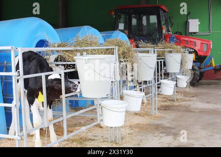 Kalbtrinkwasser aus Trinkschüsseln auf einer Milchviehfarm Stockfoto