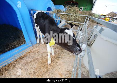 Ypung-Kalb auf einer Milchfarm trinkt Wasser aus einer Trinkschüssel Stockfoto