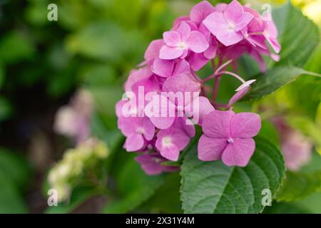 Blühende rosa Hortensie Nahaufnahme. Wunderschöner großer Blumenhintergrund von Hortensie Macrophylla Stockfoto