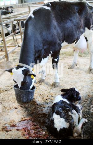 Kuh trinkt aus einem Eimer neben dem neugeborenen Kalb auf einer Milchfarm Stockfoto