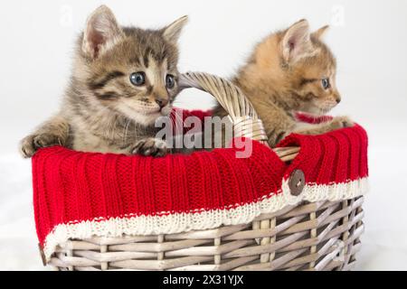 Zwei kleine Kätzchen in einem Korb Stockfoto