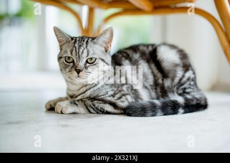 Britische Kurzhaar-Silbertabbykatze im Wohnzimmer. Erwachsene Hauskatze, die zu Hause drinnen bleibt. Haustier für die ganze Familie zu Hause. Stockfoto