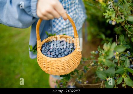 Weibliche Hände, die einen Korb mit Heidelbeeren halten. Die Ernte frischer Beeren auf der Bio-Heidelbeerfarm an warmen und sonnigen Sommertagen. Frisch gesundes Bio-Fo Stockfoto