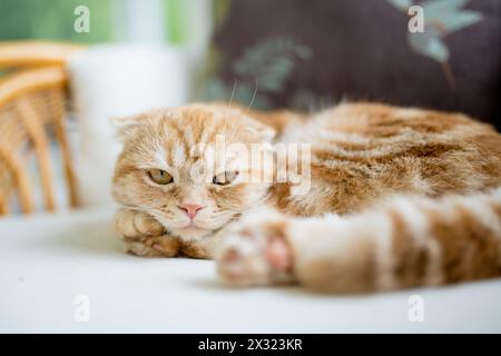 Rote schottische Faltkatze, die auf einem Sofa im Wohnzimmer ruht. Erwachsene Hauskatze, die zu Hause drinnen bleibt. Haustier für die ganze Familie zu Hause. Stockfoto