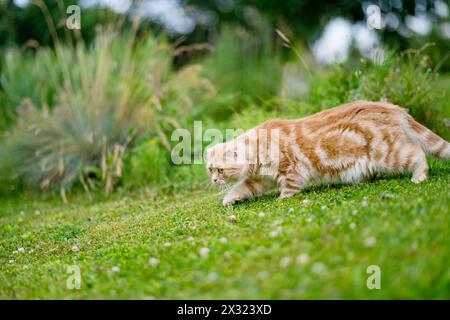 Junge verspielte rote Scottish Fold Katze, die sich im Garten entspannt. Wunderschöne gestreifte pfirsichfarbene Katze mit gelben Augen, die draußen im Garten oder im Rücken Spaß macht Stockfoto