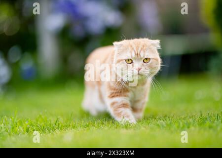 Junge verspielte rote Scottish Fold Katze, die sich im Garten entspannt. Wunderschöne gestreifte pfirsichfarbene Katze mit gelben Augen, die draußen im Garten oder im Rücken Spaß macht Stockfoto