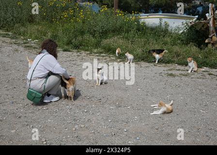 Eine junge Touristenfrau streichelt in der Stadt Gytheio, Griechenland, eine Keule wilder Katzen Stockfoto