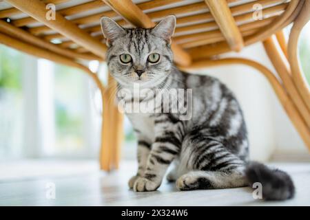 Britische Kurzhaar-Silbertabbykatze im Wohnzimmer. Erwachsene Hauskatze, die zu Hause drinnen bleibt. Haustier für die ganze Familie zu Hause. Stockfoto