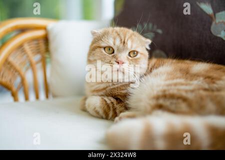 Rote schottische Faltkatze, die auf einem Sofa im Wohnzimmer ruht. Erwachsene Hauskatze, die zu Hause drinnen bleibt. Haustier für die ganze Familie zu Hause. Stockfoto