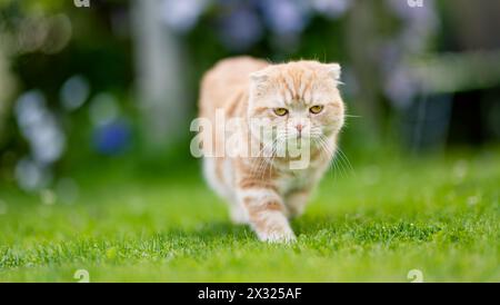 Junge verspielte rote Scottish Fold Katze, die sich im Garten entspannt. Wunderschöne gestreifte pfirsichfarbene Katze mit gelben Augen, die draußen im Garten oder im Rücken Spaß macht Stockfoto