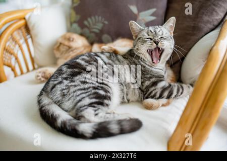 Britische Kurzhaar-Silbertabbykatze im Wohnzimmer. Erwachsene Hauskatze, die zu Hause drinnen bleibt. Haustier für die ganze Familie zu Hause. Stockfoto